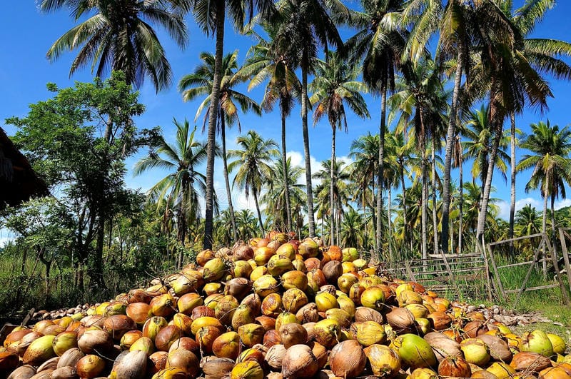 coconut-oil-factory-pile-coconuts-processed-cold-pressed-64426013 (1)